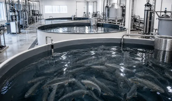 Kestria institute | Scaling a resilient aquaculture business